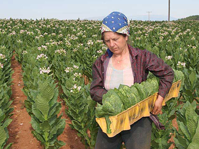 Αιτήσεις για καπνοπαραγωγούς έως τις 7 Μαρτίου 2011