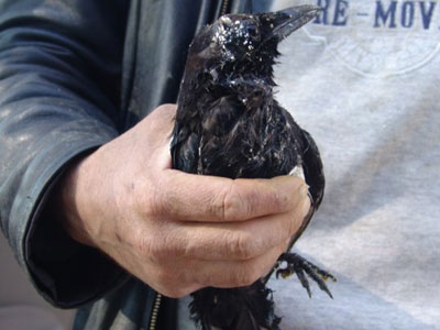 Έσωσαν καρακάξα