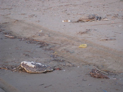 Νεκρές δέκα χελώνες καρέτα και μια φώκια