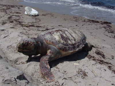 Ακόμη μία καρέτα νεκρή