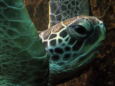 Μια νεκρή, μια τραυματισμένη και μια «μαμά» χελώνα στην Ρόδο