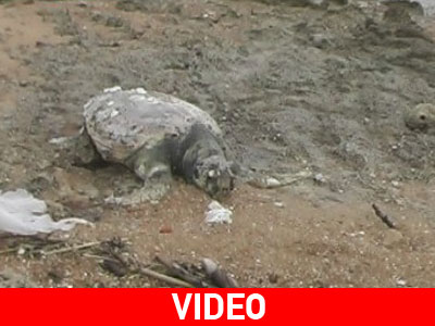 Άλλη μια καρέτα-καρέτα νεκρή