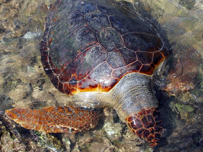 Τραυματισμένη καρέτα