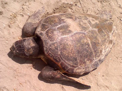 Νεκρή καρέτα στο Ναύπλιο