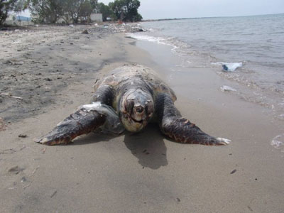 Άλλη μια καρέτα – καρέτα νεκρή στην Κω