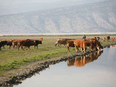 Ζωντανεύει πάλι η λίμνη Κάρλα