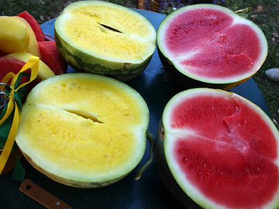 Καρπούζι «γίγας»