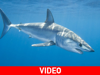 Τρόμος σε Πόρτο Γερμενό και Ψάθα από την εμφάνιση καρχαρία