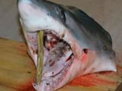 Έπιασε λευκό καρχαρία στην Κρήτη