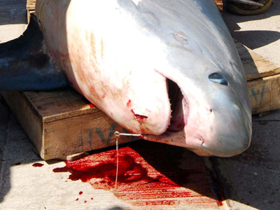 Καρχαρίας: Ανασκευάζοντας τον μύθο…