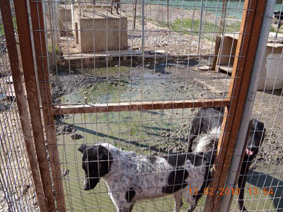 Πλημμύρισε το καταφύγιο ζώων στην Ελευσίνα