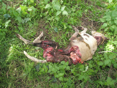 Βρήκαν τη σκυλίτσα κατακρεουργημένη!