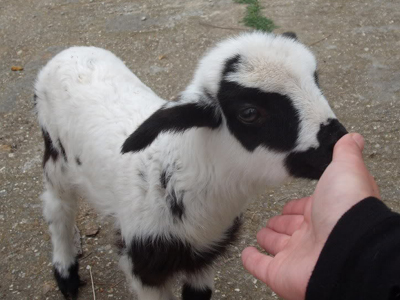 Σε επιφυλακή για τον αφθώδη πυρετό