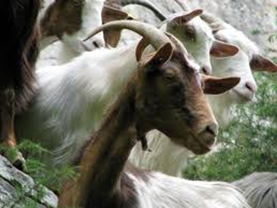 Έκλεβε και έσφαζε ζώα