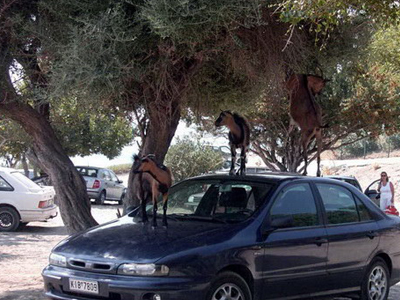 Κατσίκια «κίνδυνος – θάνατος»