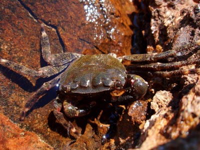 Νεκρά καβούρια στην παραλία Αυλίδας