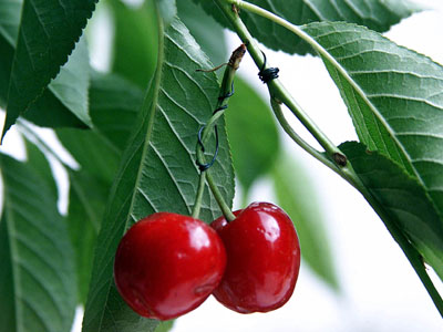 Φεστιβάλ Κερασιού στη Ροδόπη