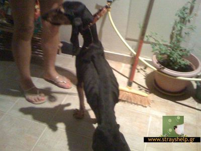 Άλλο ένα κυνηγόσκυλο εγκαταλελειμμένο στη Ρόδο