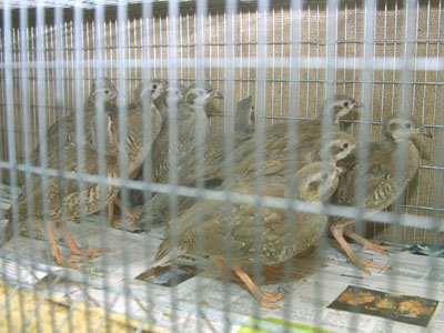 Αθωώθηκαν τα μέλη της Οικολογικής Ομάδας Βέροιας