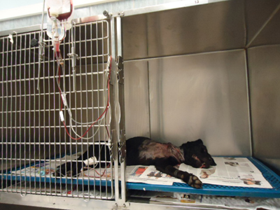 Αρχίζουν σήμερα οι εκδηλώσεις του Παγκοσμίου Έτους Κτηνιατρικής