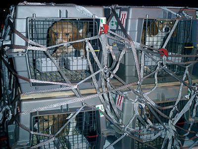 Τα όρια της αλήθειας και του μύθου για τις υιοθεσίες ζώων στο εξωτερικό