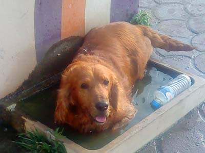 Ψάχνει τον άρρωστο Κόκερ που χάθηκε στην Παιανία