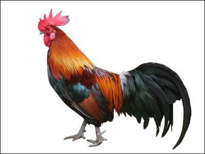 Ο κόκορας τον «πλήρωσε» με το ίδιο νόμισμα