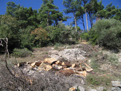 Κόβουν αβέρτα τα πεύκα της Κέρκης