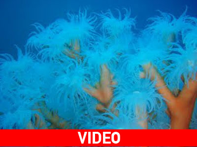 Ένα τεράστιο και σπάνιο κοράλλι στον βυθό του Πατραϊκού