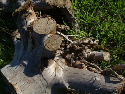 Έκοβε το δέντρο χωρίς άδεια