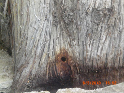 Το δηλητηριάζει γιατί του κόβει τη θέα