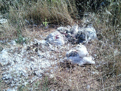 Πέταξαν νεκρά κοτόπουλα στο δάσος Μοσχοποδίου