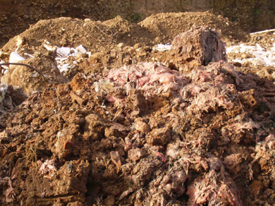 Ξέθαψαν τα κοτόπουλα για ν’ αποδείξουν τα ψεύδη του προϊστάμενου