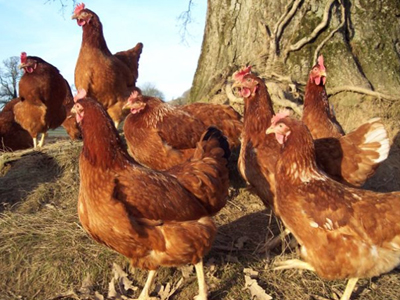 Τους πνίγει η δυσοσμία