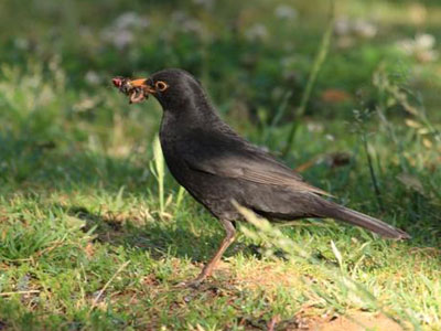 Καταγράφουν τα κοτσύφια της Αθήνας