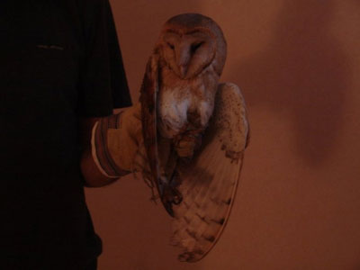 Περιέθαλψαν πεπλογλαύκα