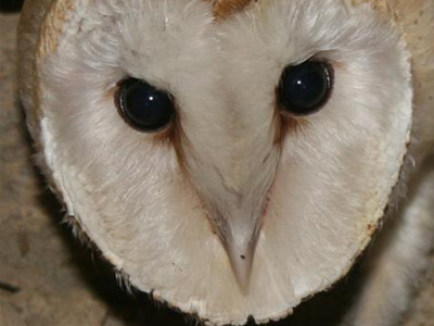 Καταπολεμούν τα τρωκτικά με κουκουβάγιες