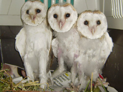 Αχόρταγα κουκουβαγιάκια