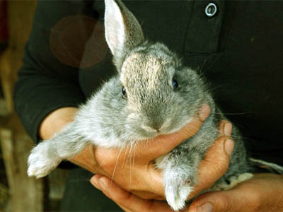 Δεν σταματούν ούτε με αντισυλληπτικά ούτε με κυνήγι