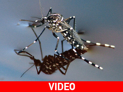 Αναμένουν «επιδρομή» κουνουπιών στον Έβρο