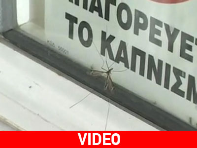 Κουνούπια σε μέγεθος παλάμης