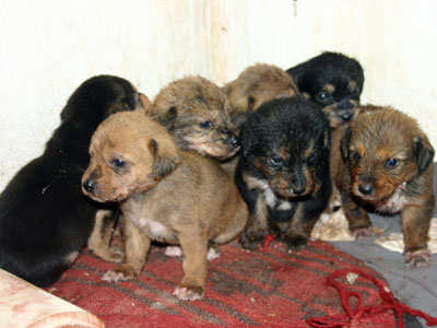 Σώθηκε η σκυλίτσα και τα κουτάβια της