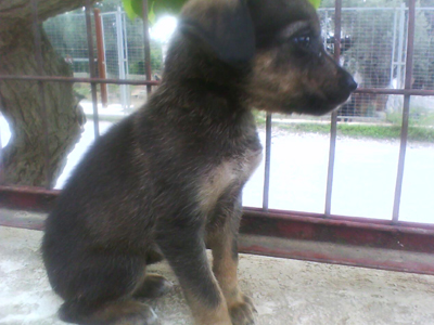 Χαρίζεται θηλυκό κουταβάκι!