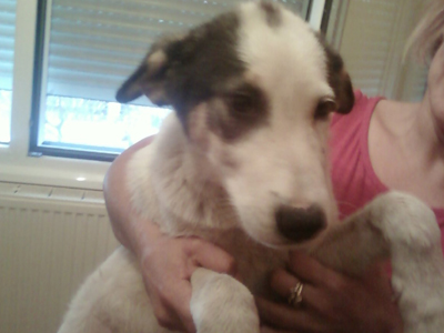 Χαρίζεται κουταβάκι