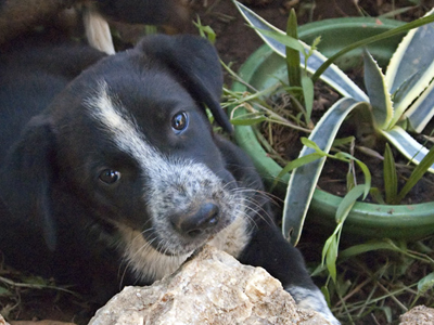 Θέλετε να τα υιοθετήσετε;