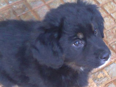 Χαρίζεται φουντωτό κουταβάκι