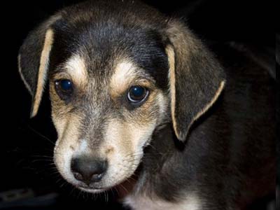 Υιοθετήστε τα ή βοηθήστε στη φιλοξενία τους