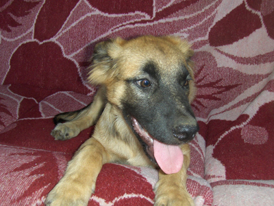 Ψάχνει να βρει σπίτι στο κουταβάκι