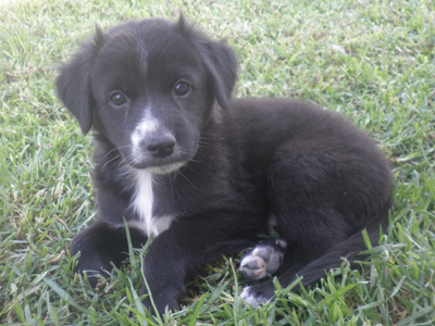 Χαρίζεται αυτό το μαύρο μουτράκι