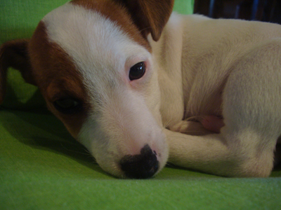 Δολοφονίες ζώων στην Πεντέλη